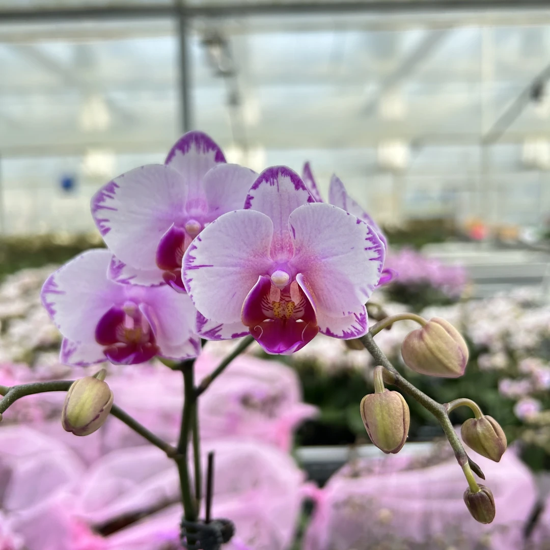 【粉闪电】花心思精品蝴蝶兰 变异款 好养耐养 基地直发 花期长