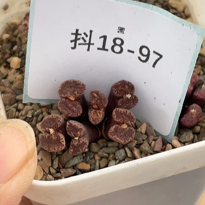 姬***君18-97肉锥多肉植物