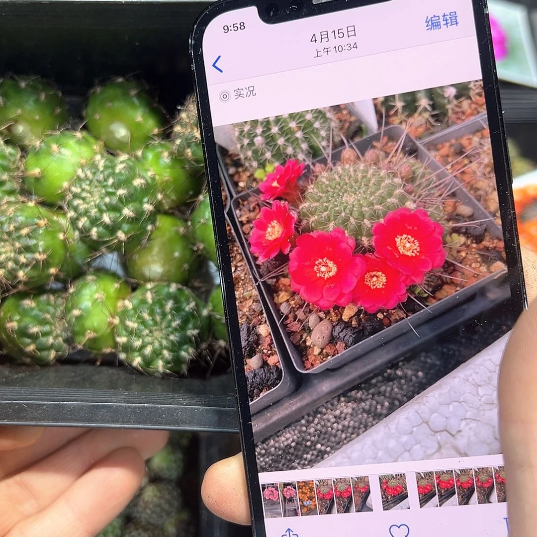 270沟宝山仙人球往事多肉园