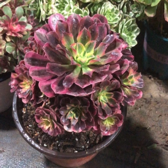 用***7无花朵美杜莎法师多肉植物683号