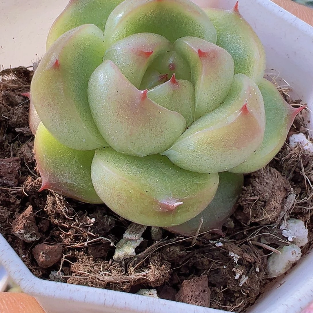 灯泡珍妮19包邮多肉