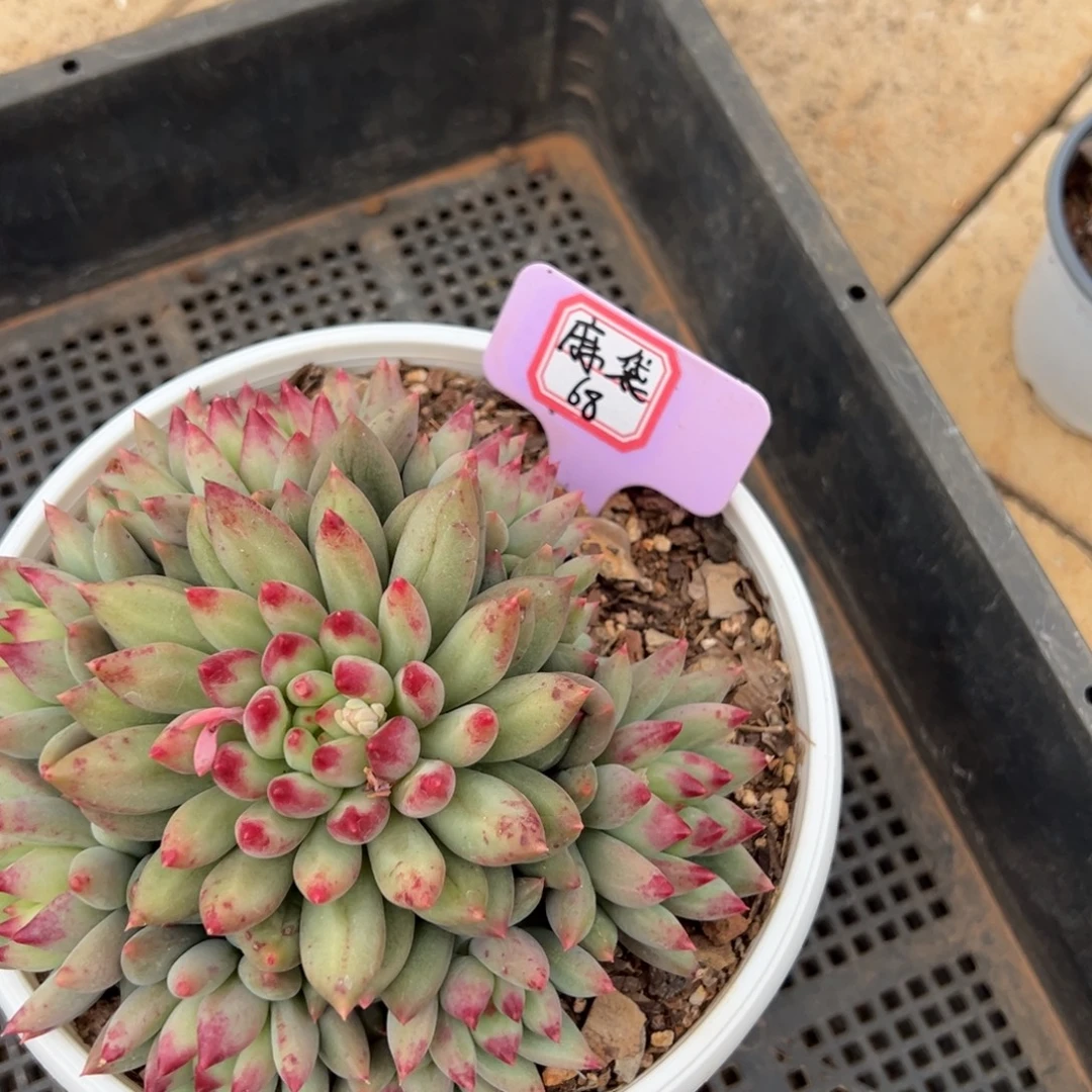 一***花麻袋68。