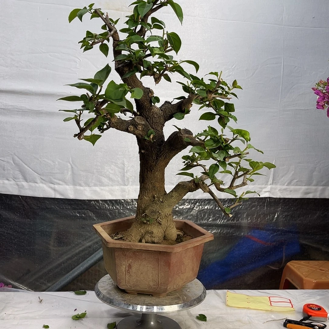 大量花朵（建议范围：8朵-15朵 或40%以上）