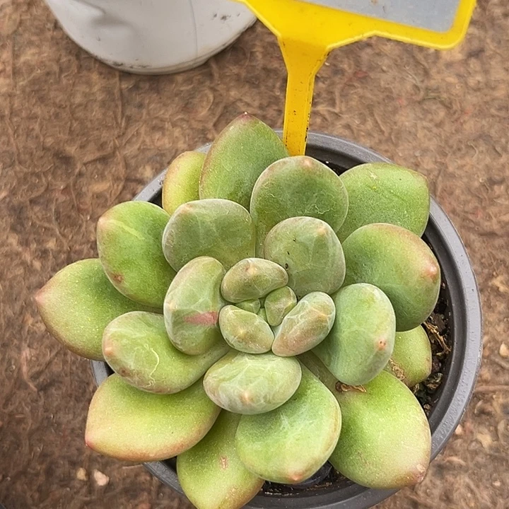 X系多肉植物966..