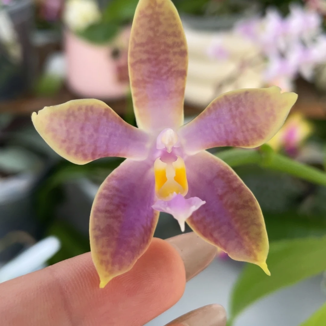 完全开放yc50墨彩玉