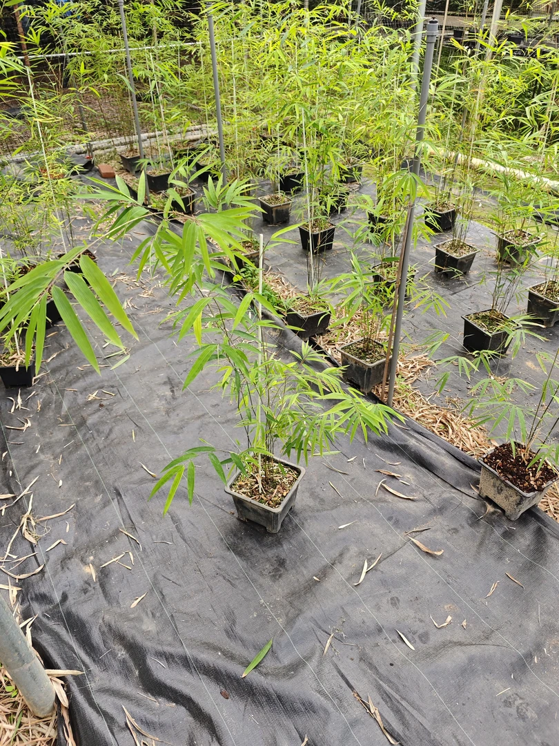 内门竹红寒紫寒一物一拍