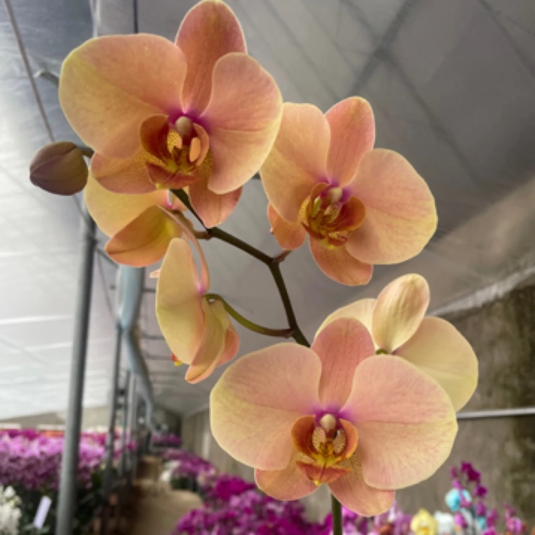 【梦幻芭比伦】3.0寸 带花带花苞