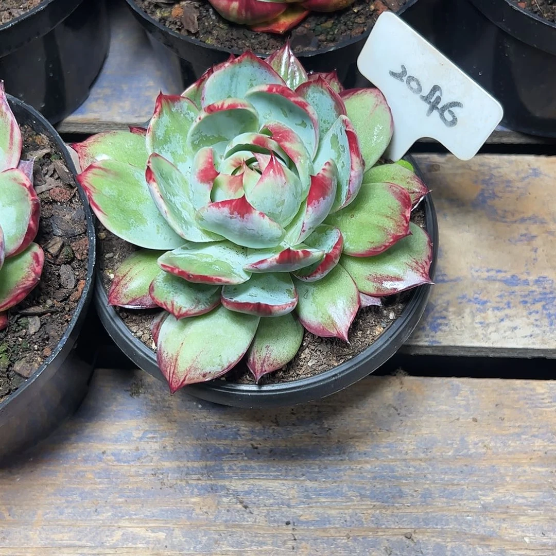 秋***苔惊鸿仙子一物一拍2046号