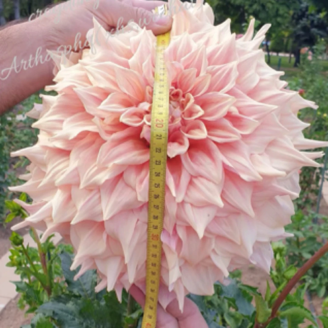 福利【克罗伊登巨无霸】大丽花巨花型进口整坨