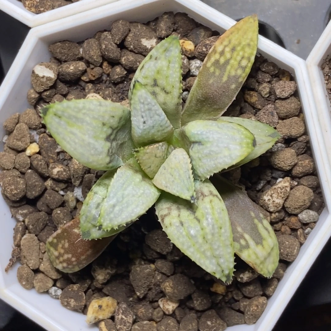 特价冬寿一物一拍