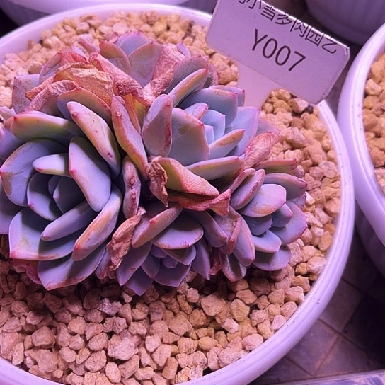 7****4我是第一百个为妖刀应援的阴阳