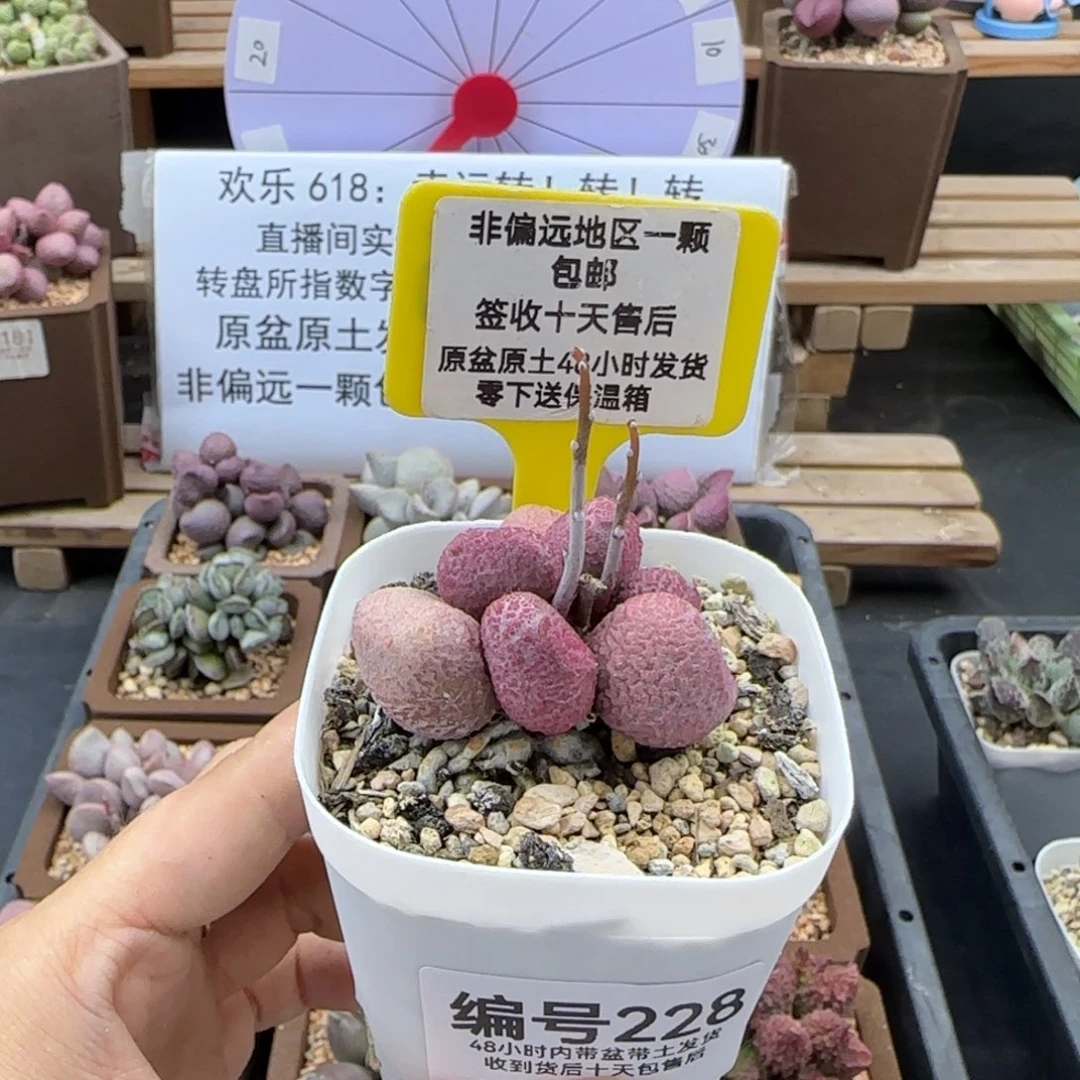 228夏娃多肉植物