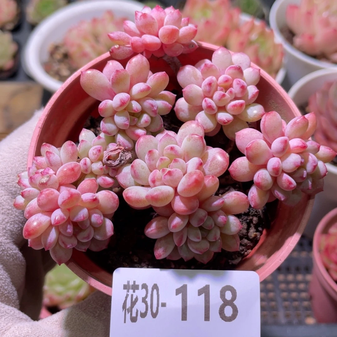 花利美30-118珍珠豆 微瑕