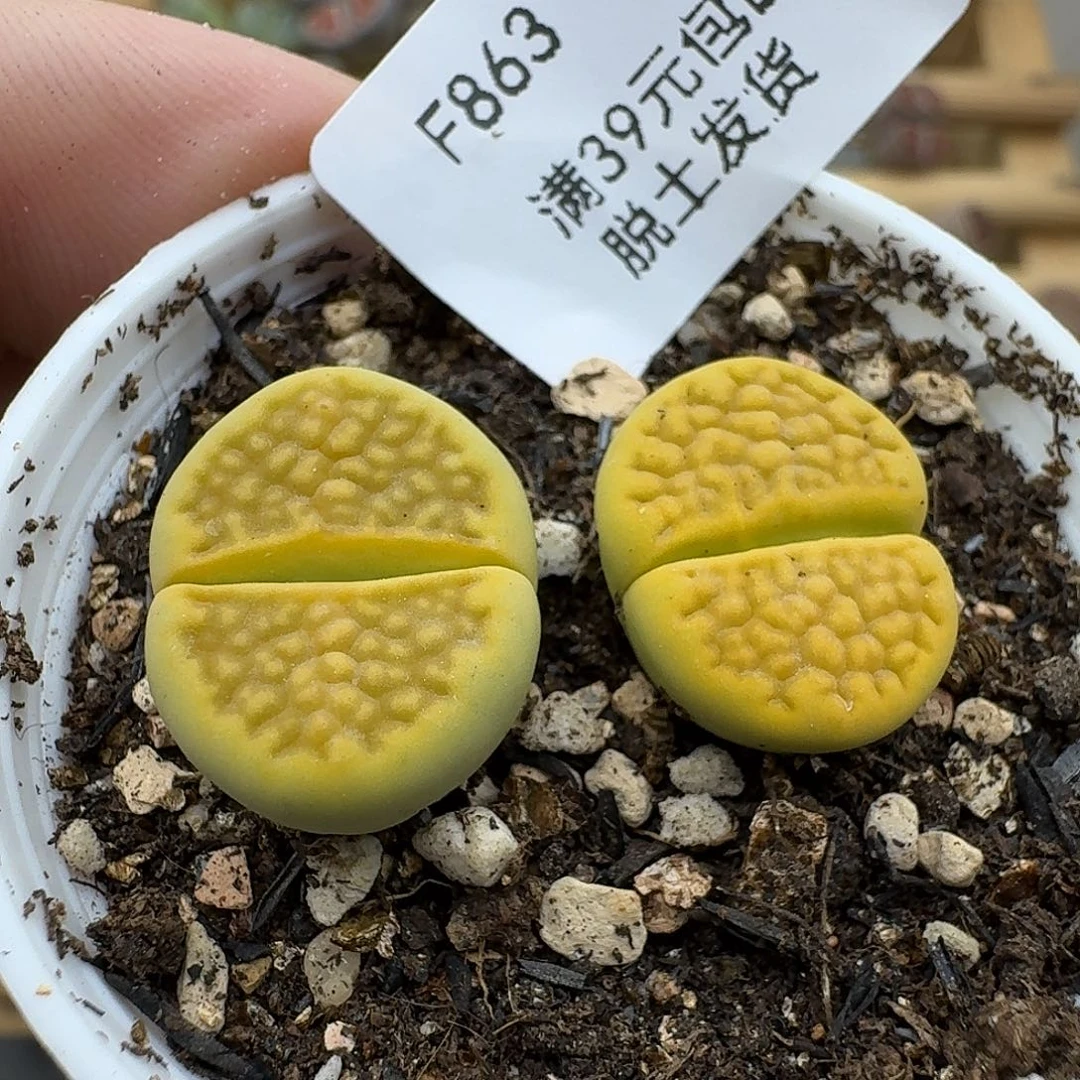 863多肉哈哈哈哈哈哈哈哈