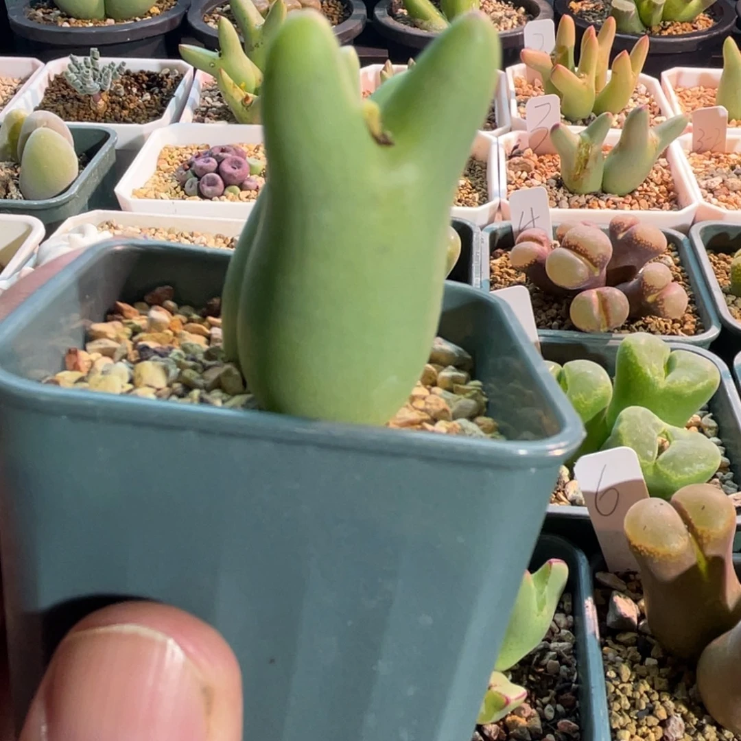 白体皮卡丘双头植物一物一拍