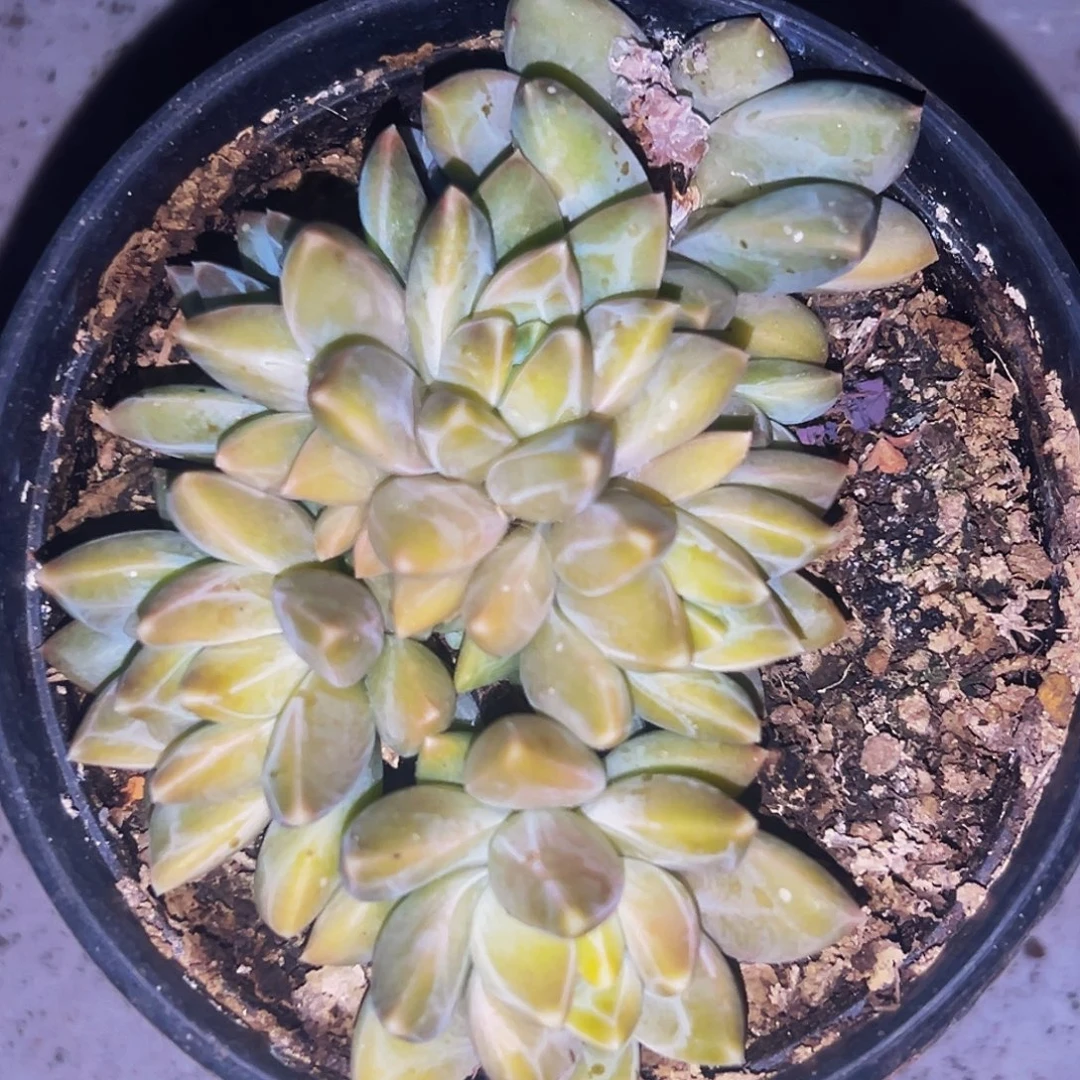 桔云多肉美人精品系列