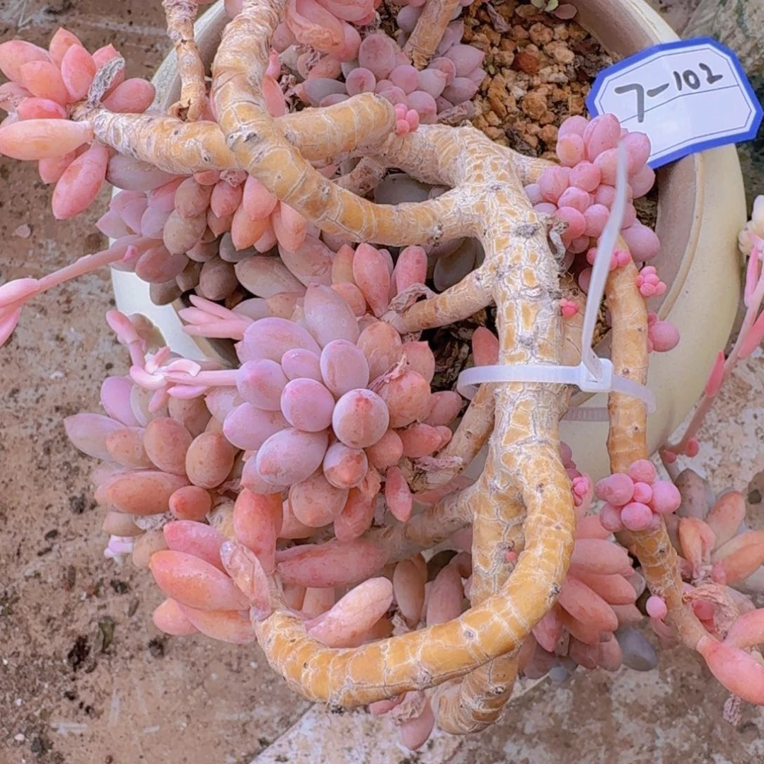 7-102婴儿手指凡艺多肉