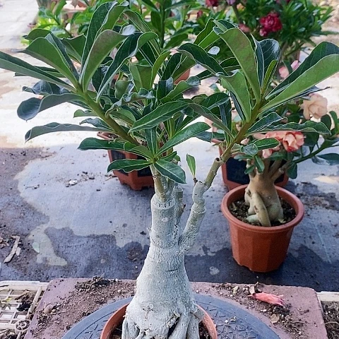 【闪购商品】无花朵温**雨