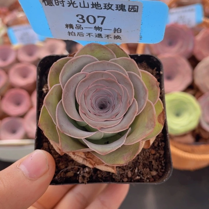 山地玫瑰 307裸根发货不售后