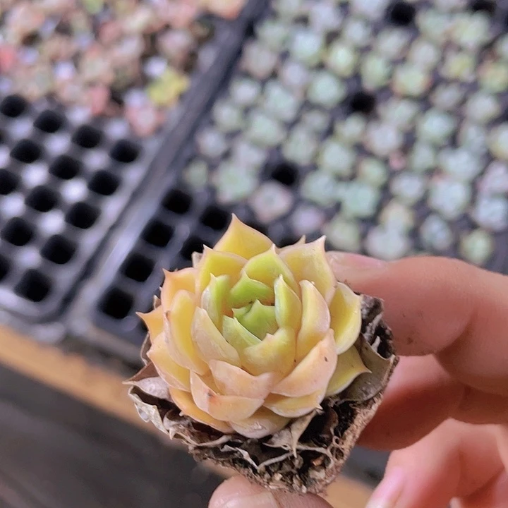 昂斯诺精品多肉量拍