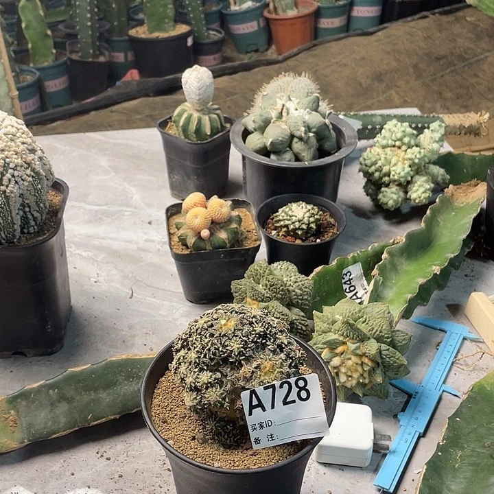 完全开放728姬牡丹一个