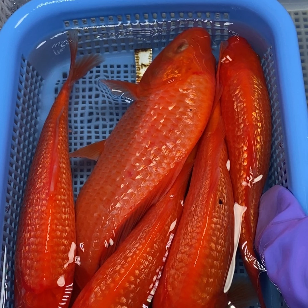 锦鲤冷水锦鲤包邮