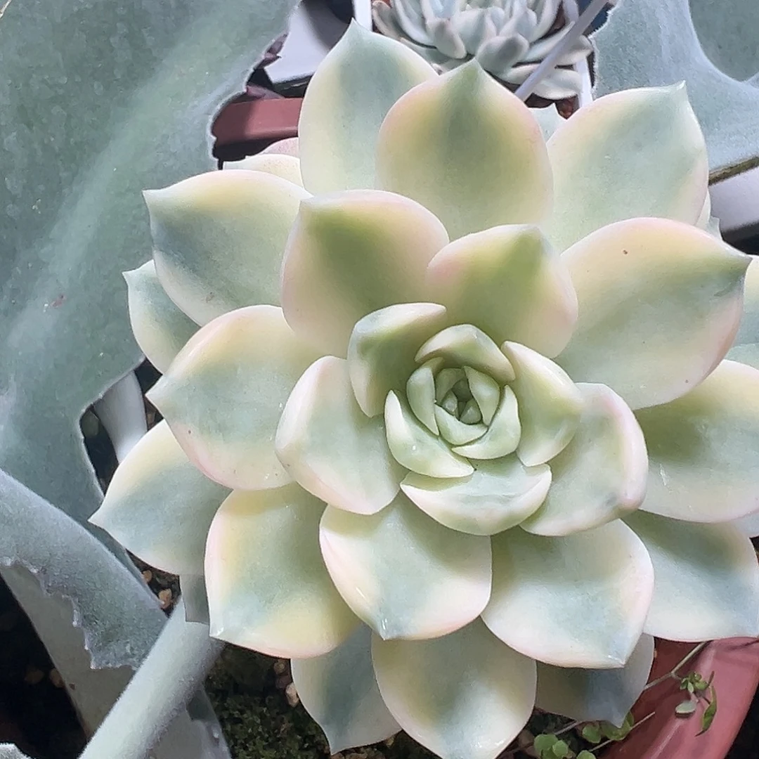 安娜玫瑰锦嫁接多肉