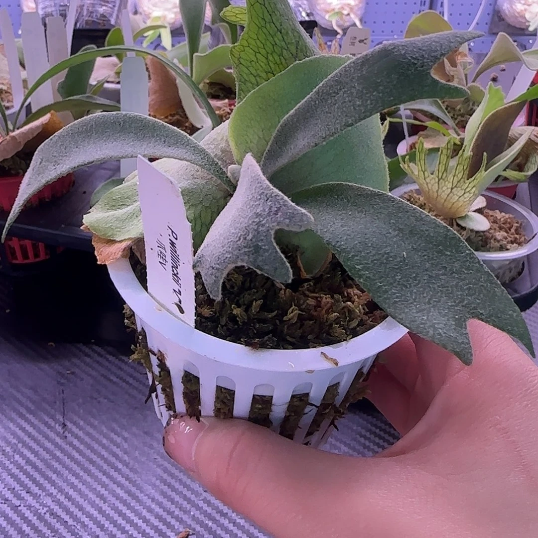 爪哇v鹿角蕨孢子苗