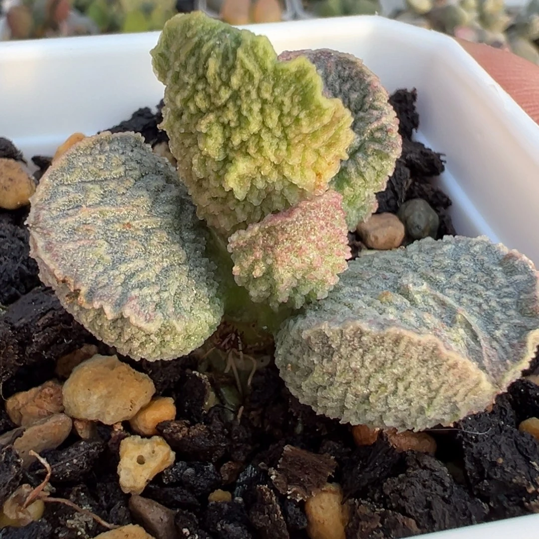 实生新品多肉植物水泡实生新品