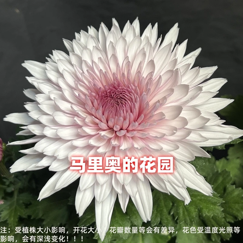 【贵妃香】传统大菊盆栽九月菊 室外庭院阳台新手多年生草本花卉