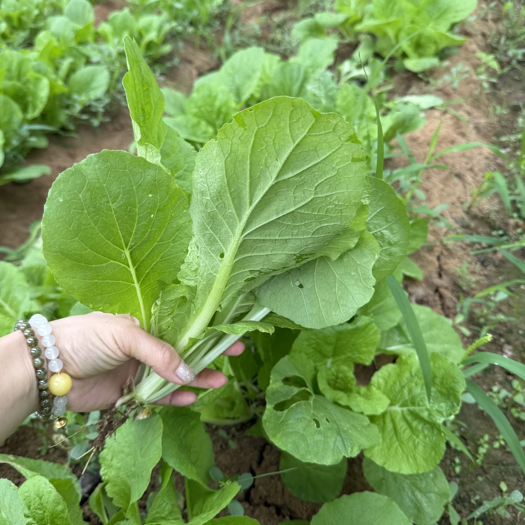 【顺丰快递】绿养道新鲜蔬菜小白菜