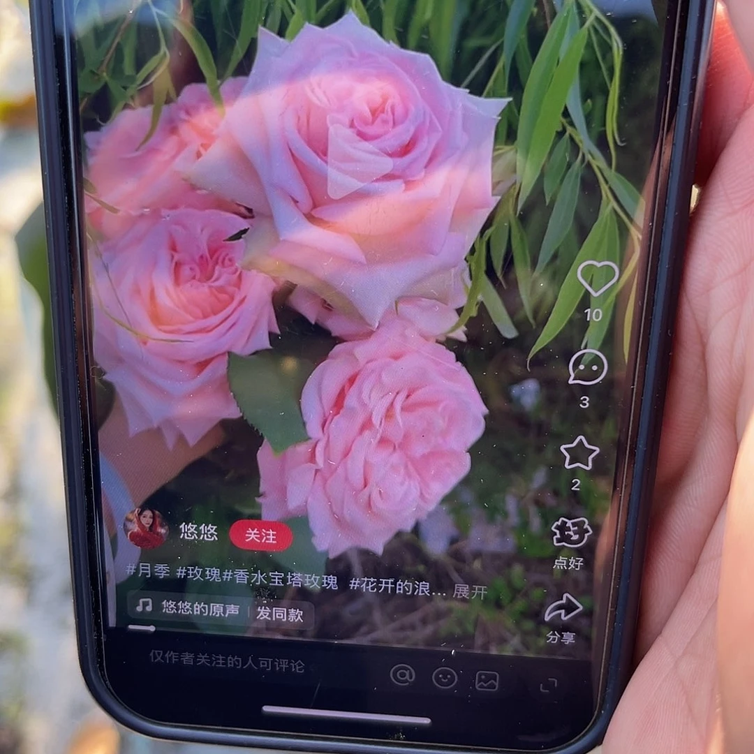 无花朵———-香水宝塔 福利款