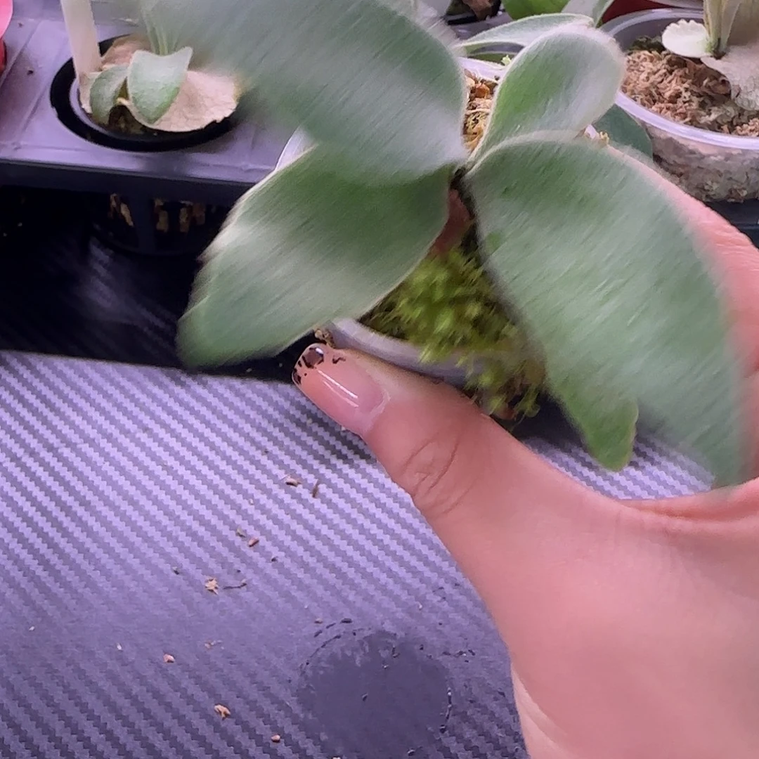 波哥苏丹混播小皇冠鹿角蕨孢子苗