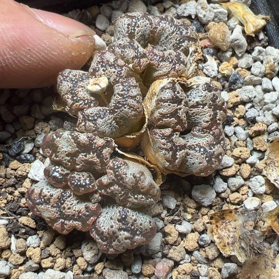 【闪购商品】 230。