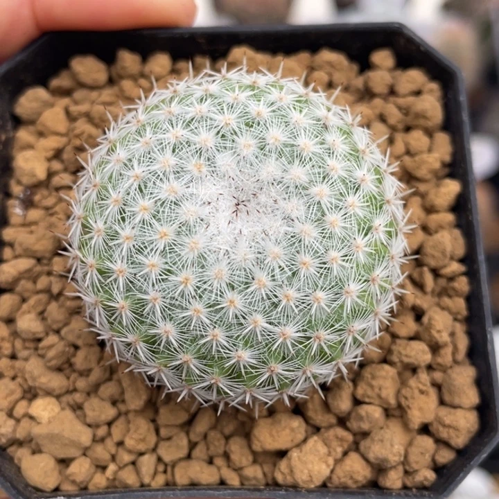 穴原希望丸          实生根