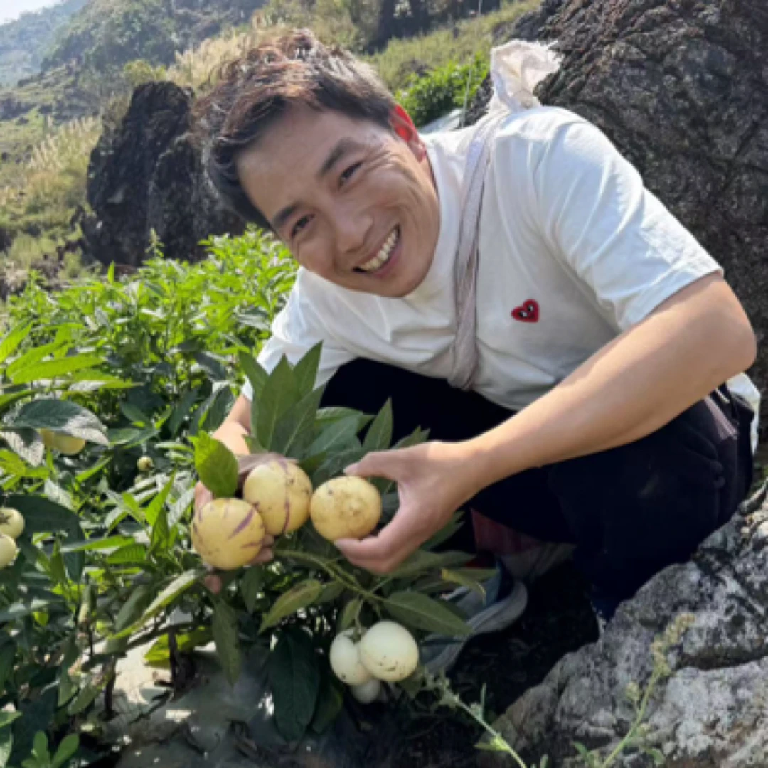 云南石林树上熟人参果【顺丰快递】室内常温通风放着 不要放冰箱