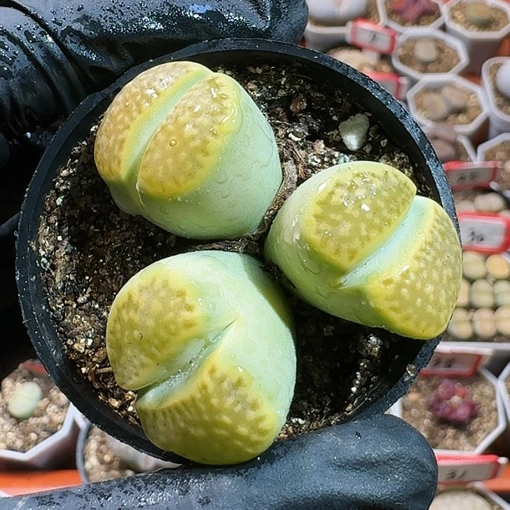 我****头生石花1，1111111。    336