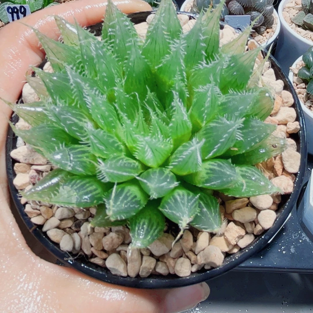 水晶掌多肉植物6666