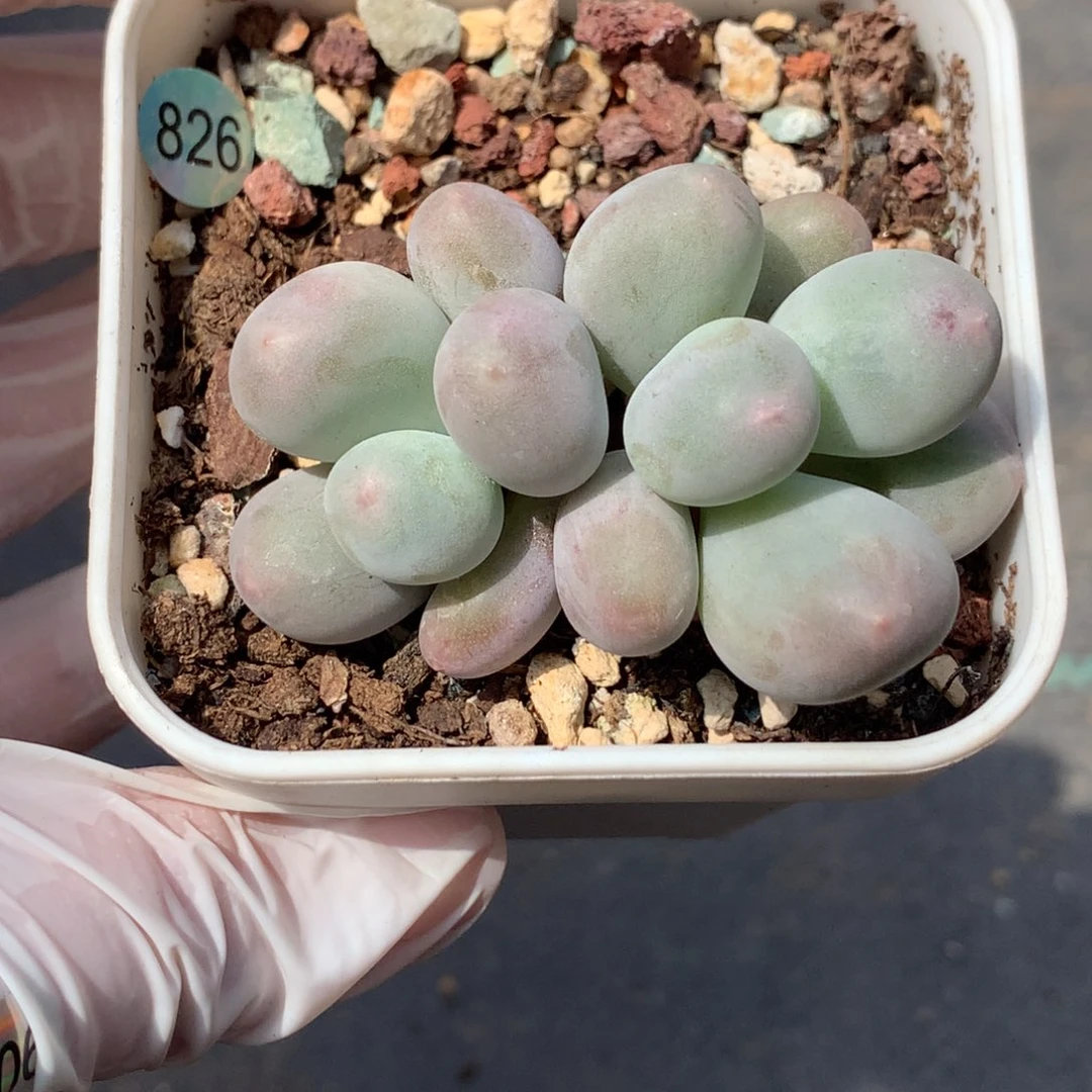 米可奶酪多肉米可奶826