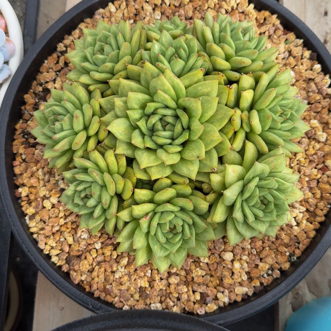 蔷薇玛丽亚多肉植物