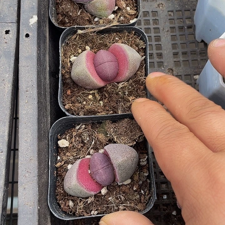 紫元宝带盆土发货