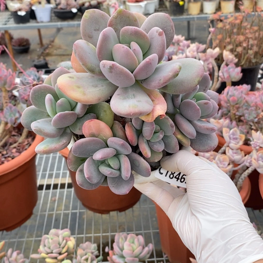 18463貂蝉多头一物一拍