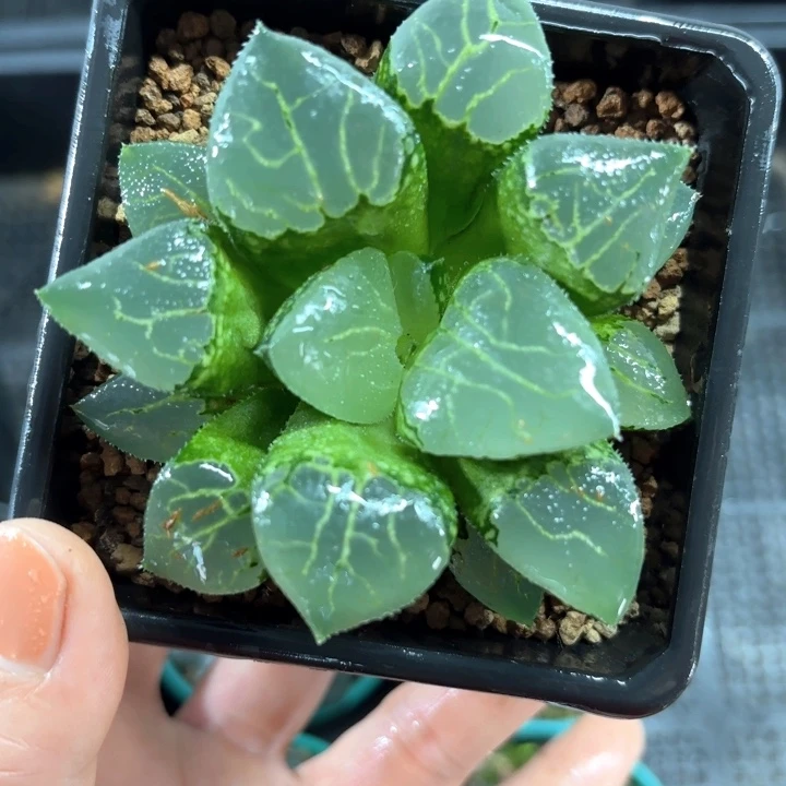 池田玻璃克多肉植物