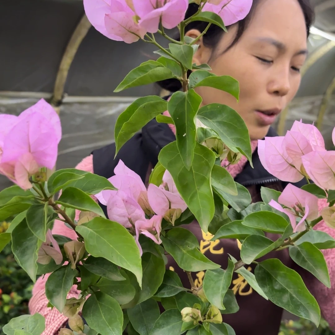 完全开放（国际粉）三角梅会落花落叶会光杆苗有大有小