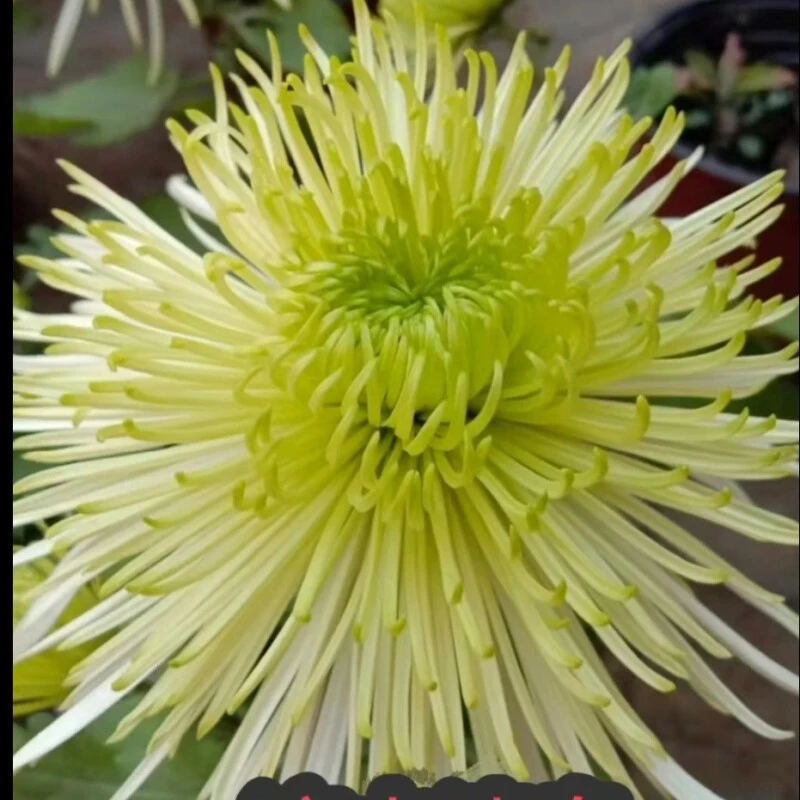 栾水清泉菊花小苗