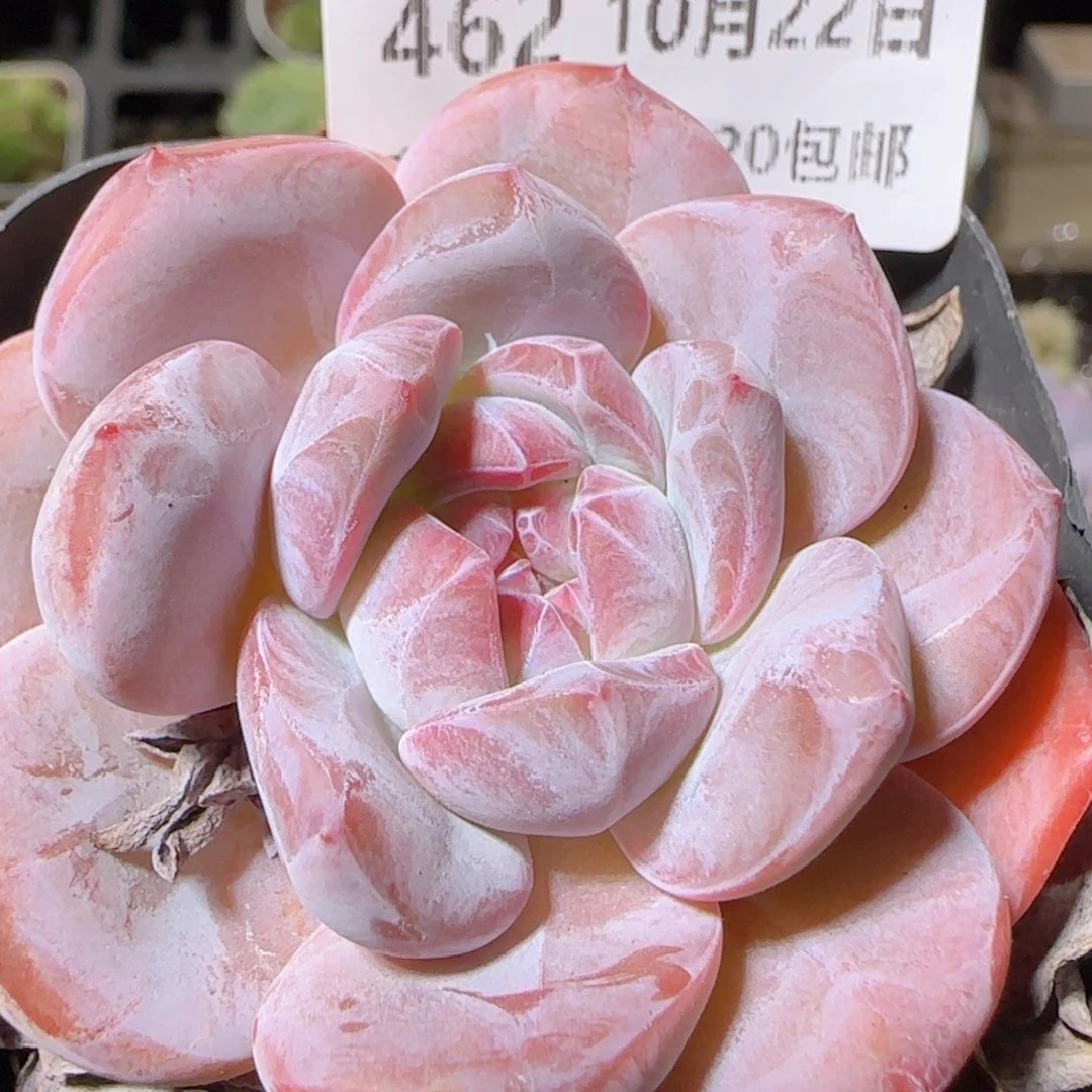花语逸镜1022-462石榴籽星颖