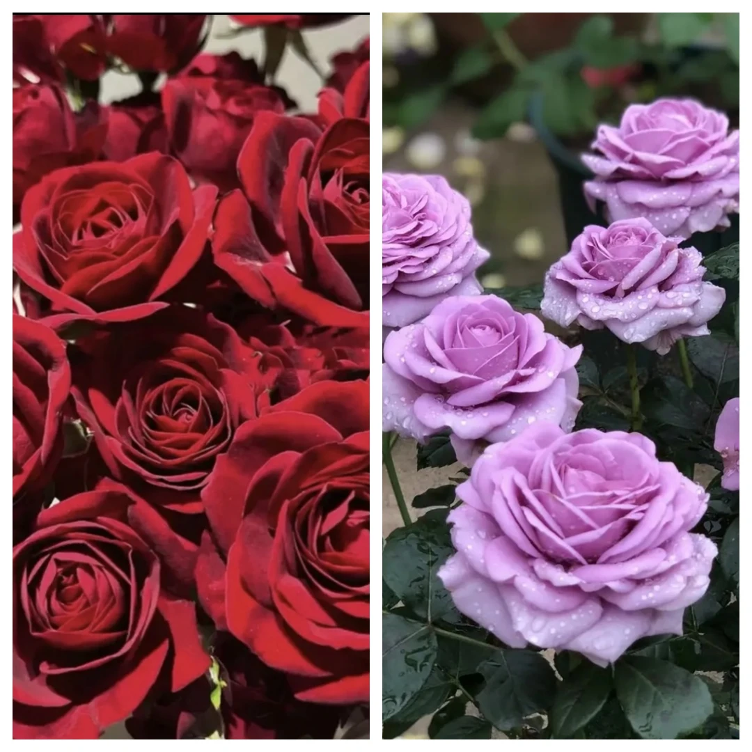 【红丝绒+水王星】四季开花新手好养月季盆栽云南基地直发