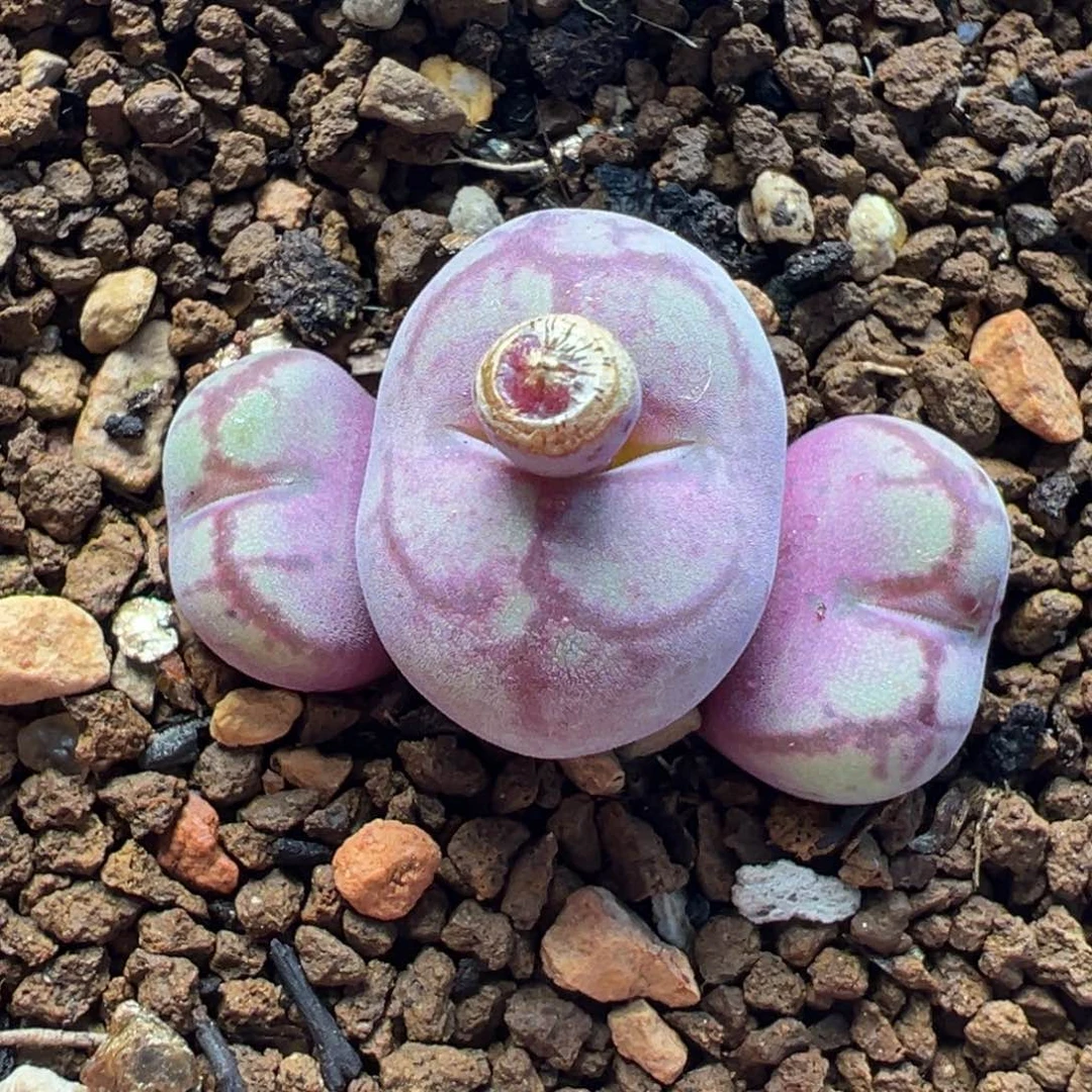八重亘基多肉植物盆栽植物