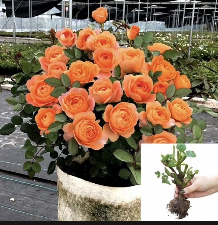 【果汁阳台】云南香水玫瑰修剪好花桩好养盆栽地栽浓香大花大苗室内