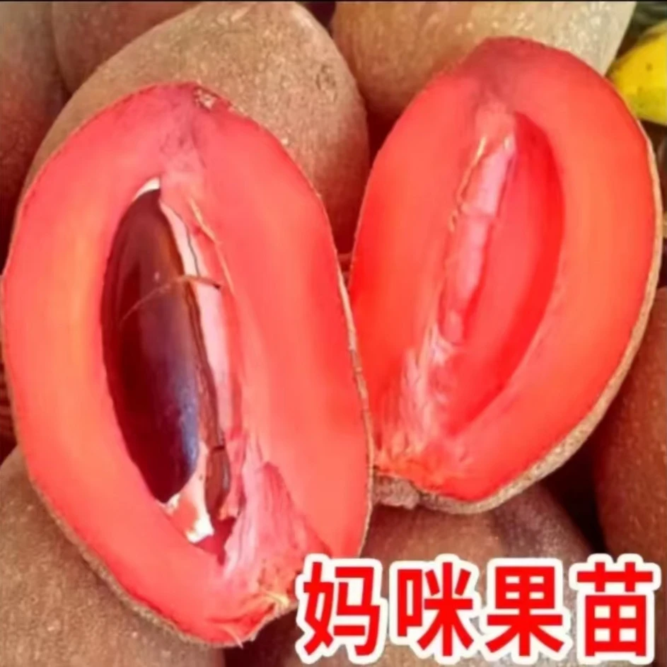 u妈咪果树苗新品种潘婷麻美果树马加纳马梅果树苗南方庭院地栽